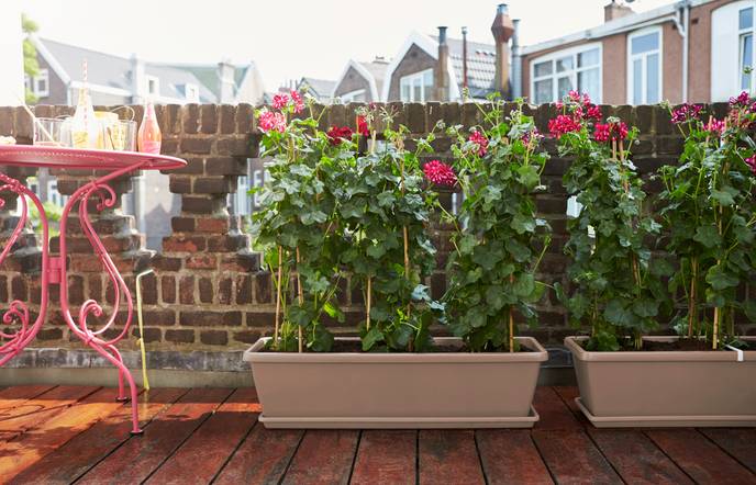 barcelona xl 60cm taupe